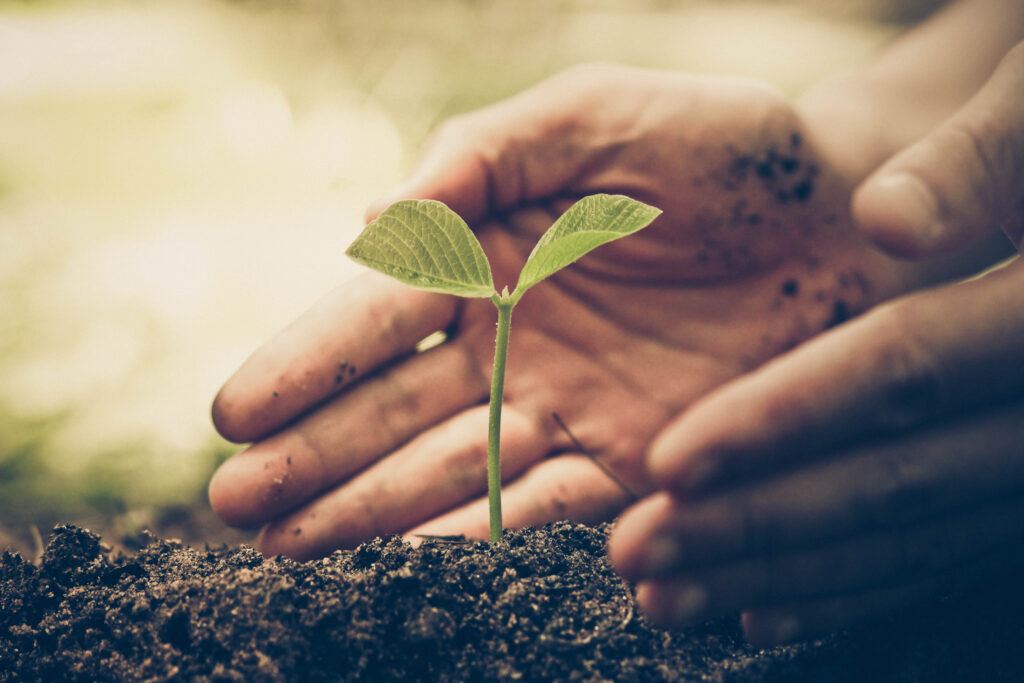 AGE Sustainability journey - Growth of plant